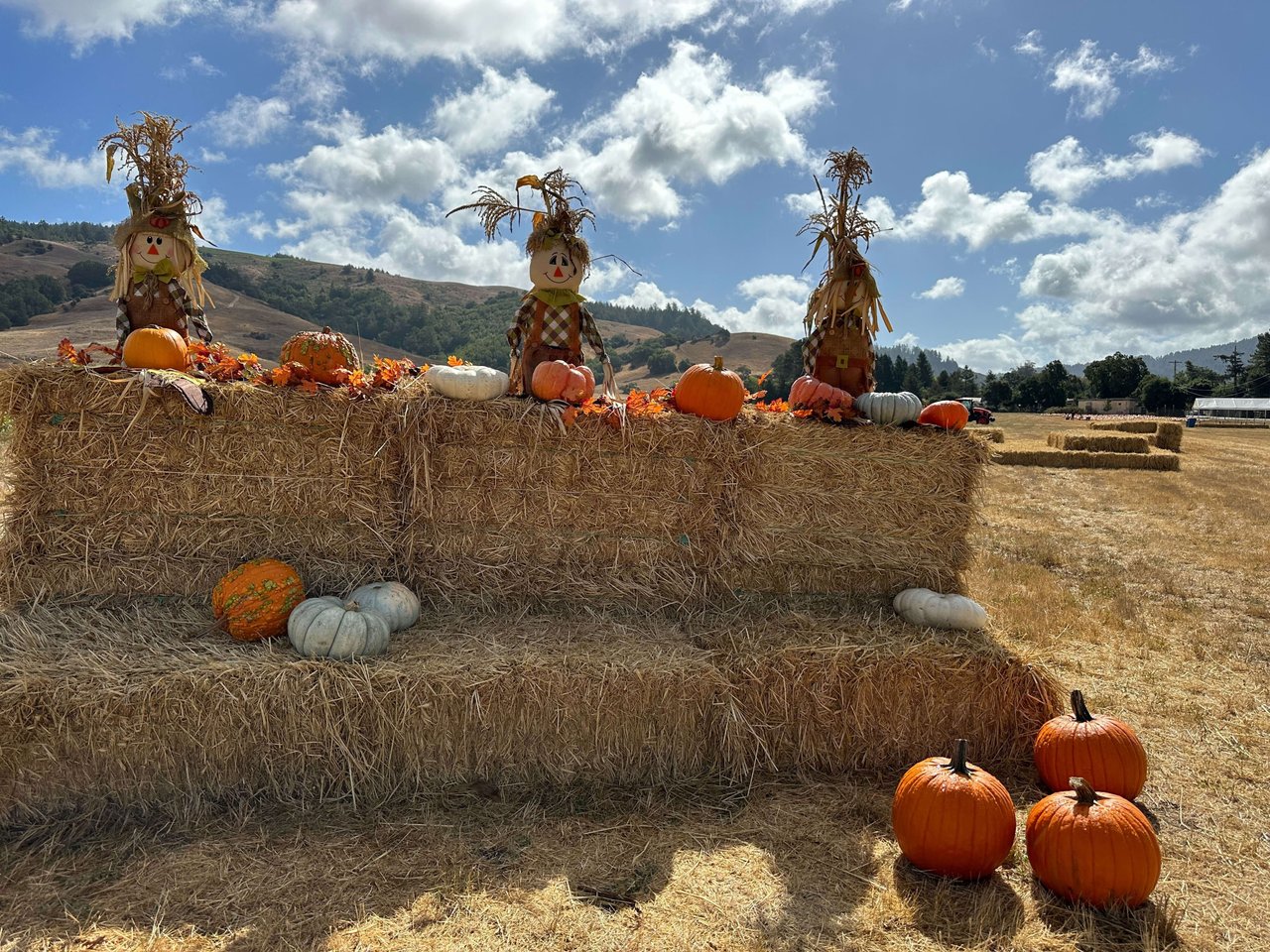 Celebrate Fall in Marin County with a Visit to Nicasio Valley Pumpkin Patch