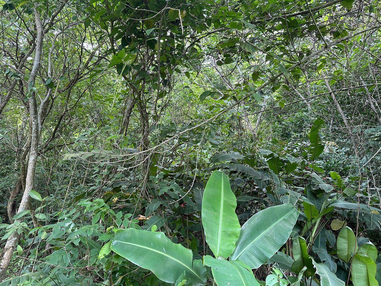 Panoramic View Buildable Land, Escazu, San Jose