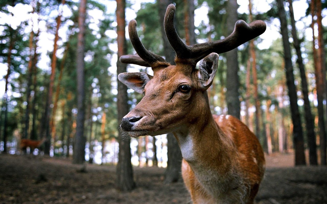 NC Deer Hunting Tips and Tactics