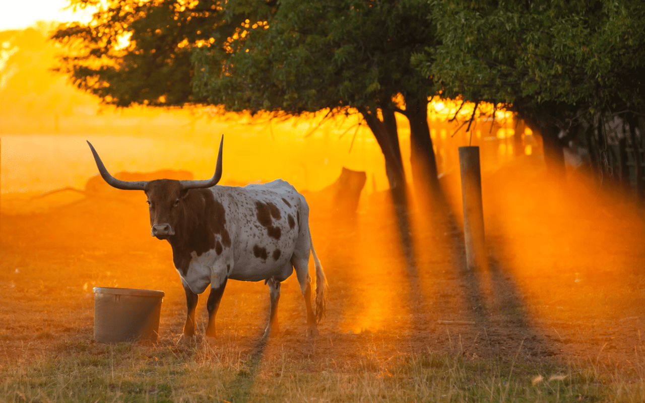 Historic Texas Ranches: Past, Present, and Future