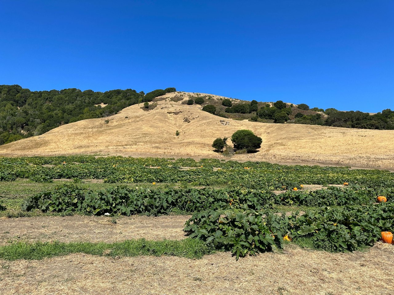 Embrace the Harvest Season at Grossi Family Farm Pumpkin Patch