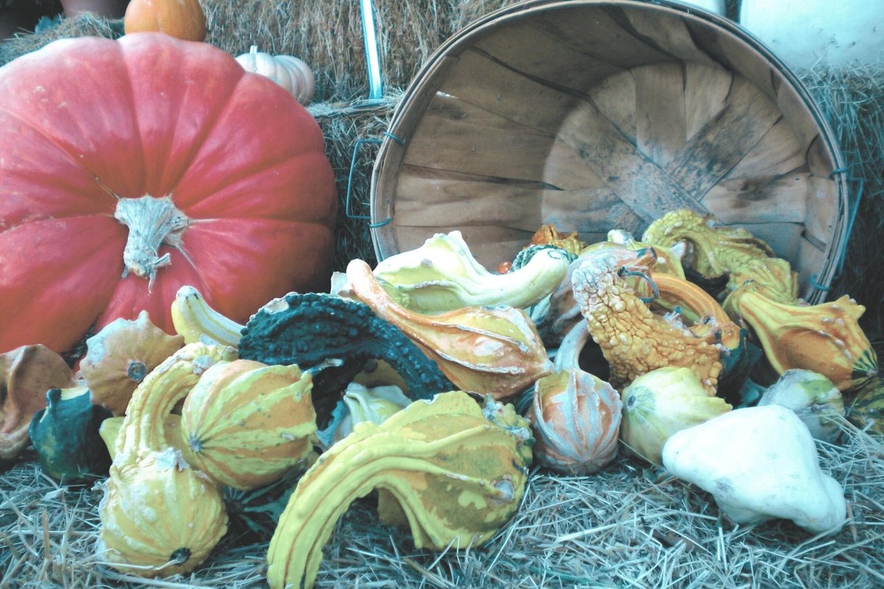 November 2021 | Issue No. 8