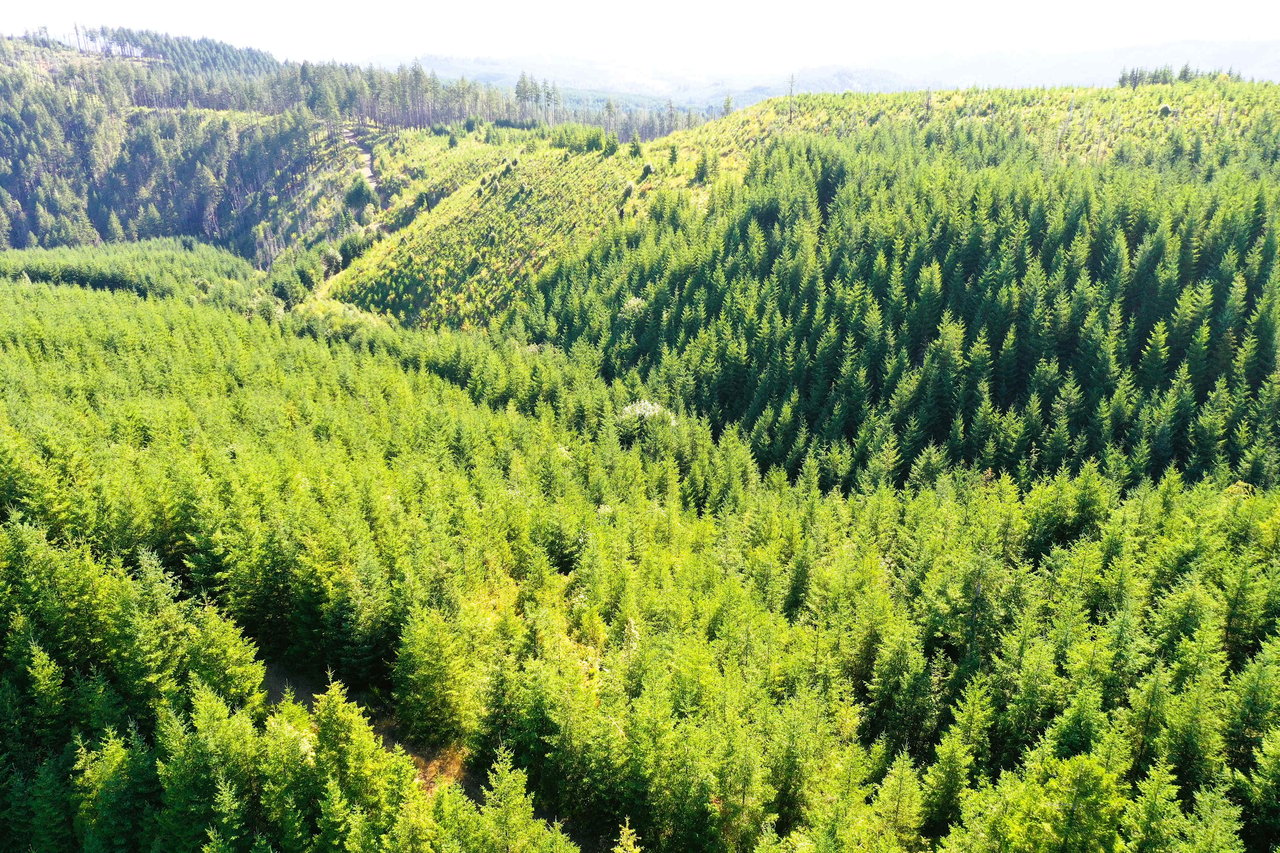 High Pass Tree Farm