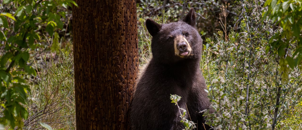 Essential Bear Safety Tips for Exploring Vail and Beaver Creek