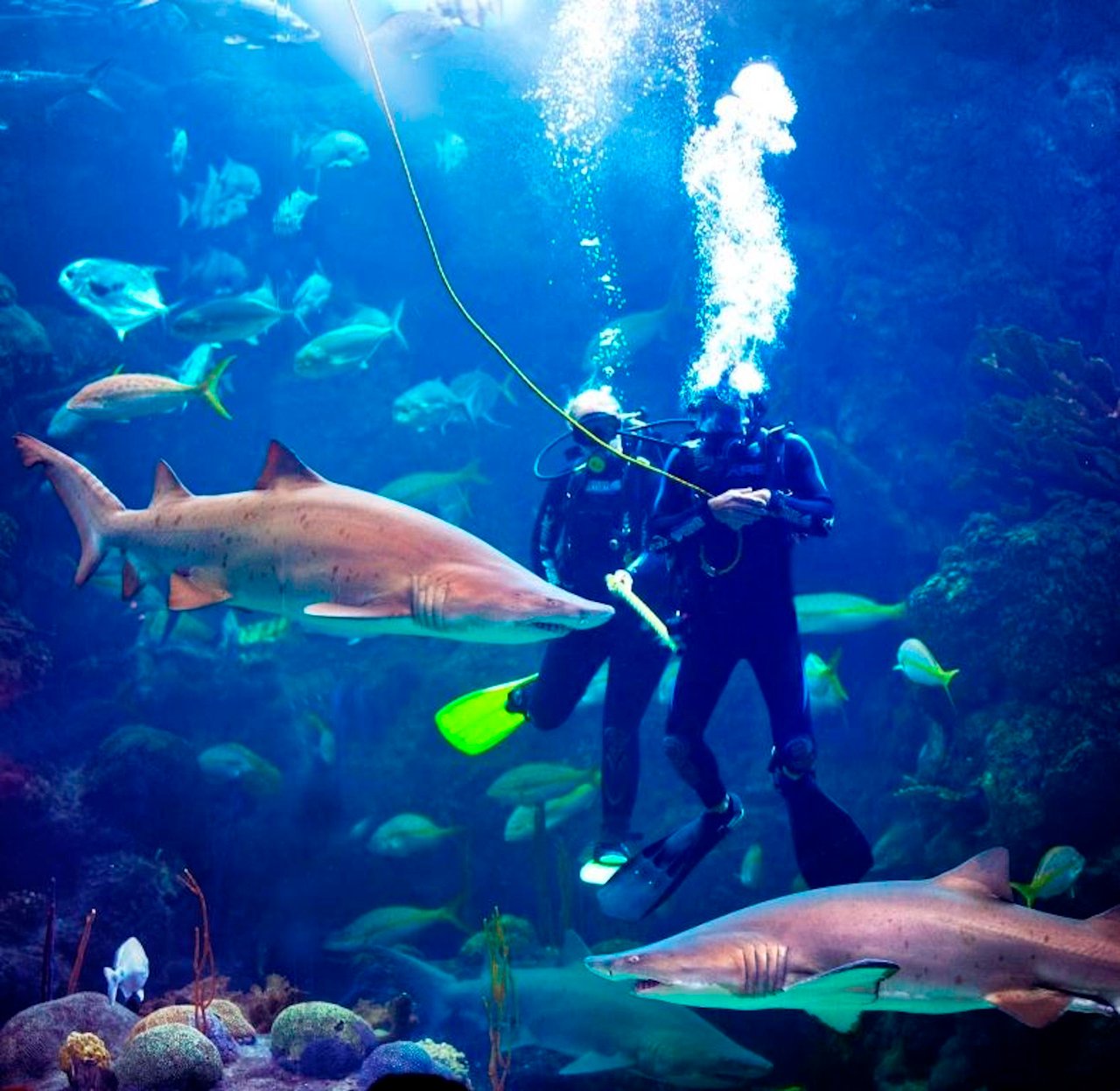 5 Things that Everyone Should do in Tampa Bay