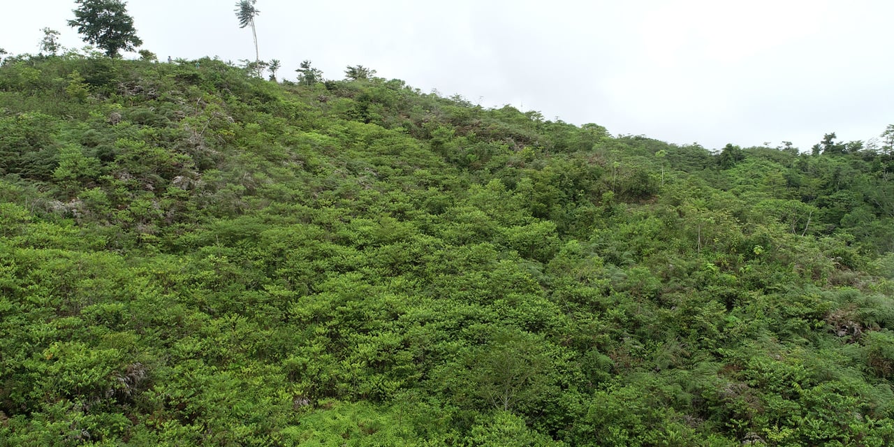 Rainforest Conservation Pasture Land, Osa, Puntarenas