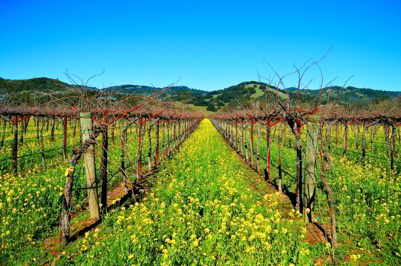 19 Unmissable Things to Do in Sonoma County, California