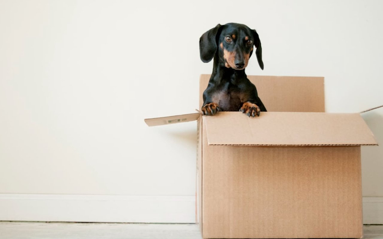10 Tips for Moving with Pets