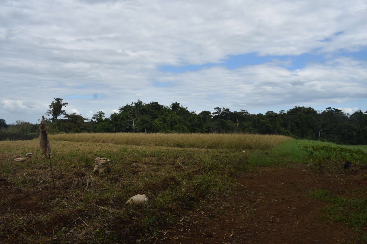 Villa Celeste Land | Embrace a unique 9-hectare Property along Rio Celeste