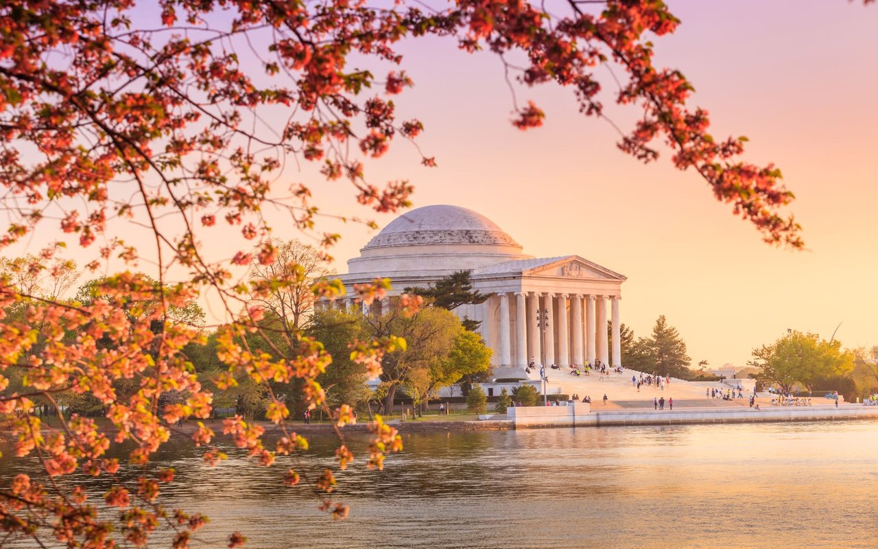 A close-up of the Washington Monument with cherry blossoms in the foreground