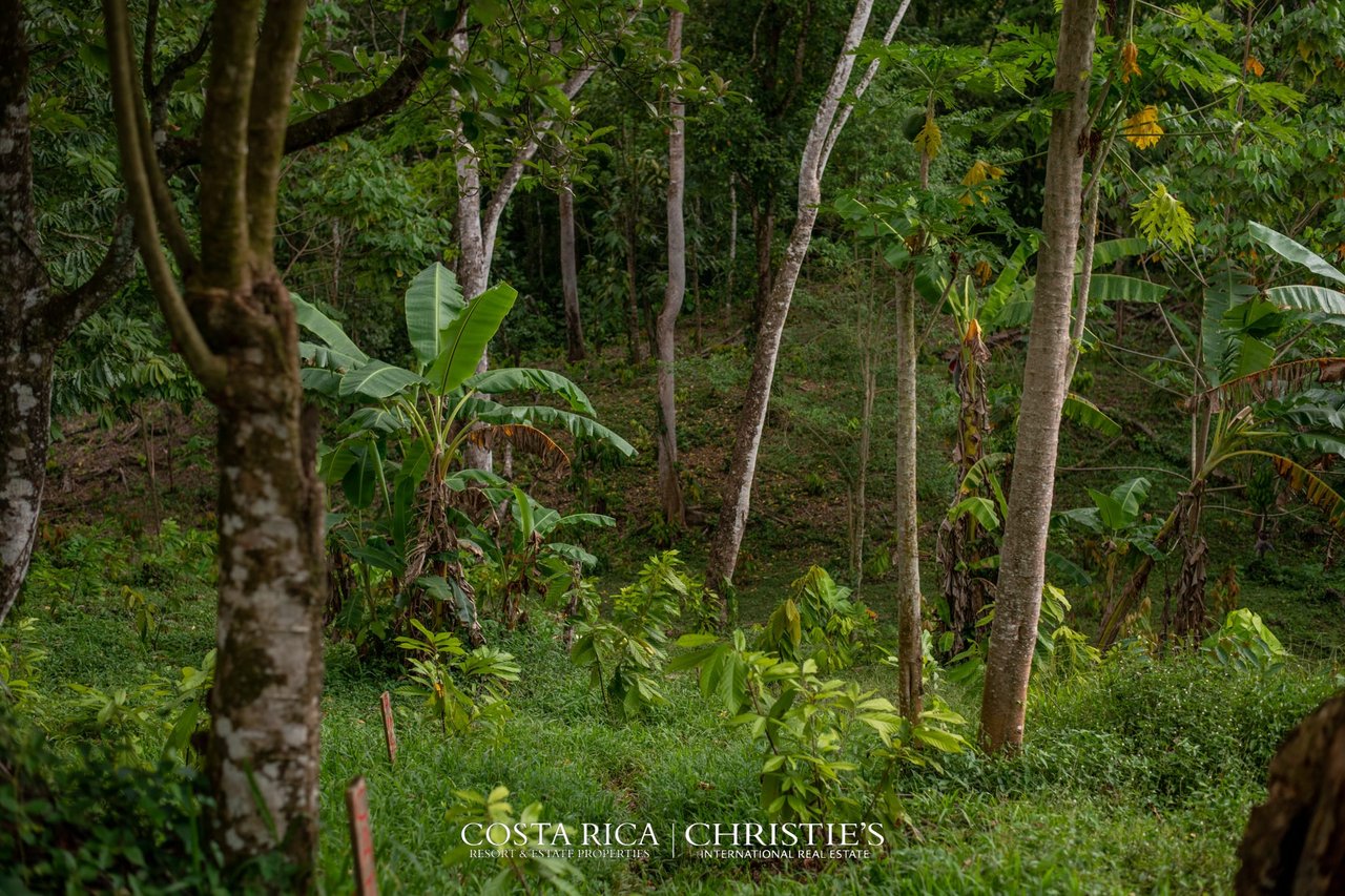 Finca Buenos Aires