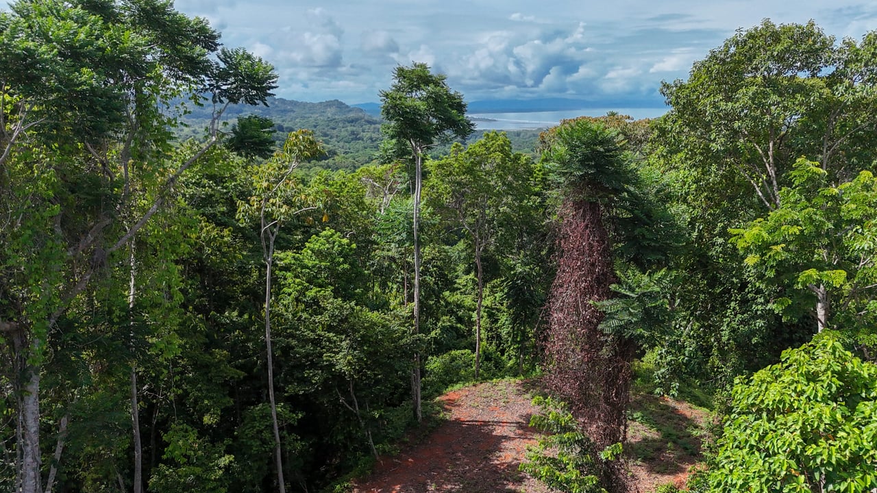 Secluded Paradise: 7.7 Acres with Breathtaking Ocean Views Along the Coast