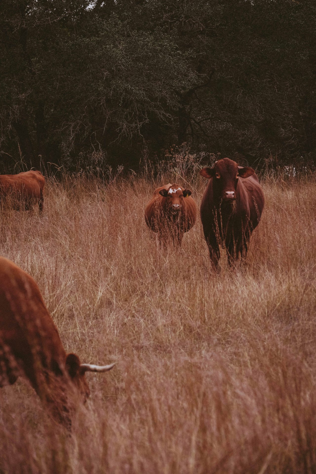 Wimberley Valley