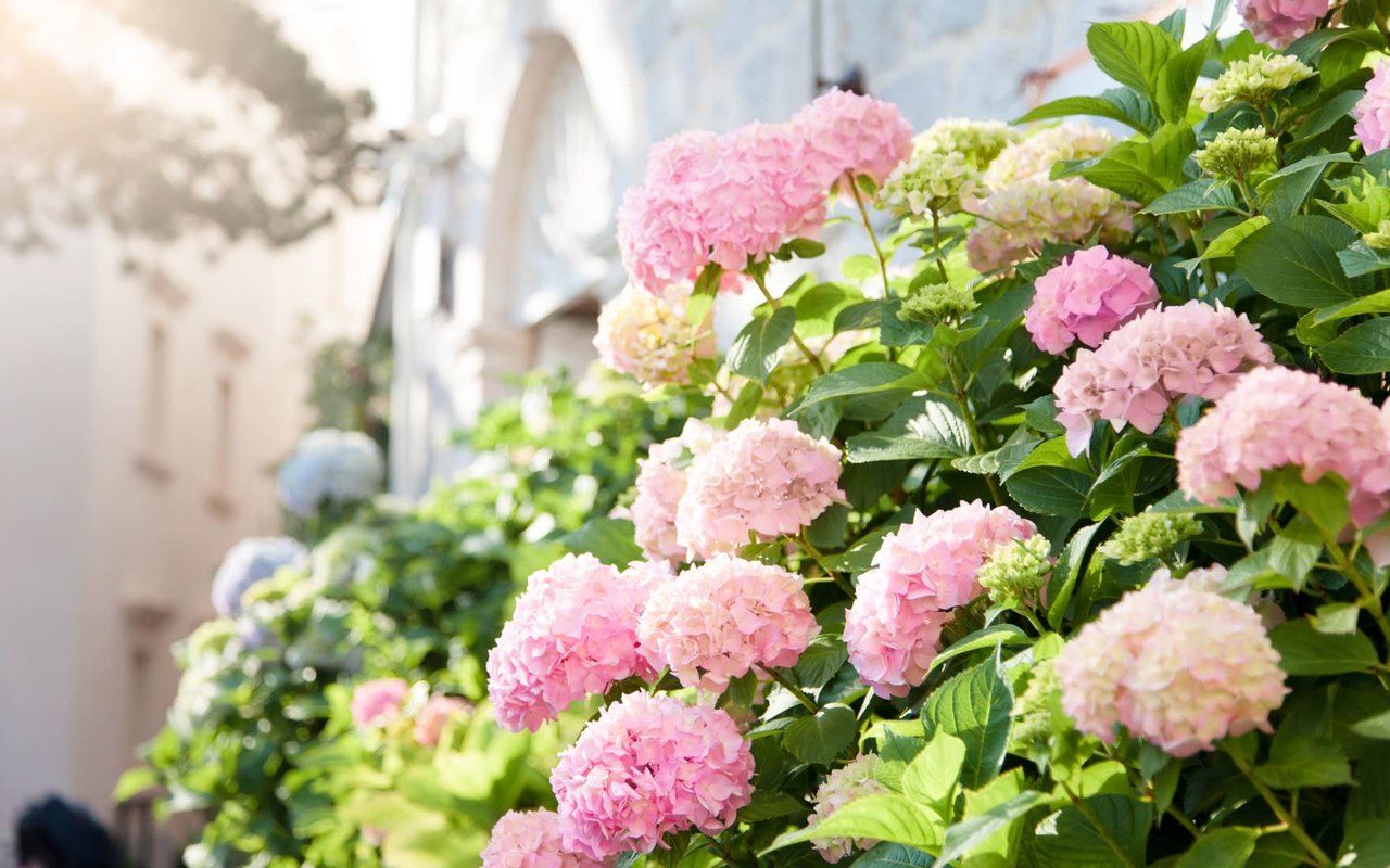 The House of Home: A Valentine’s Love Story