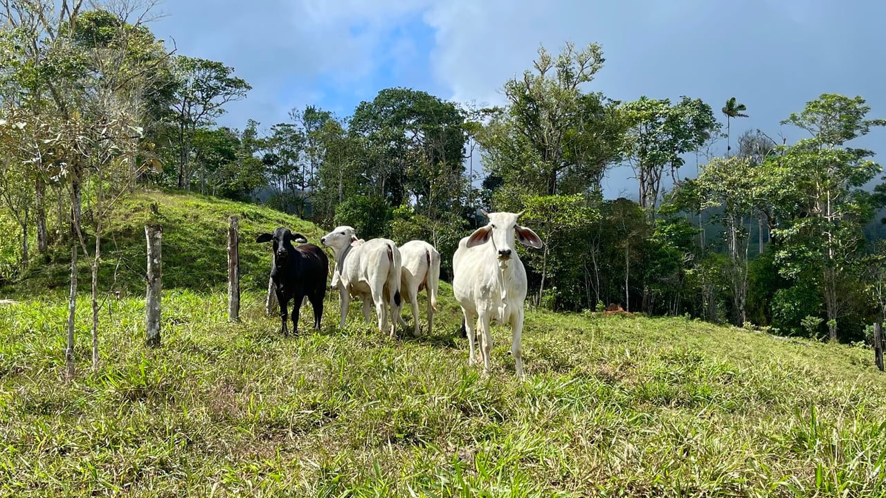 OVER 14 ACRES FARM IN ALTO DE GUADALUPE