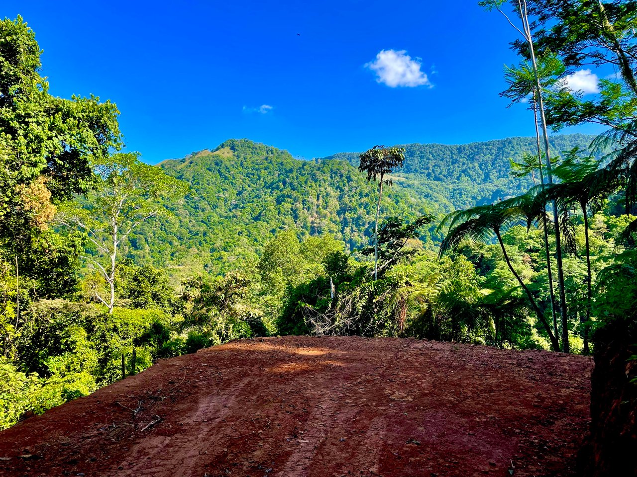 Wildlife•Wildlife •Wildlife, Tres Rios, Puntarenas