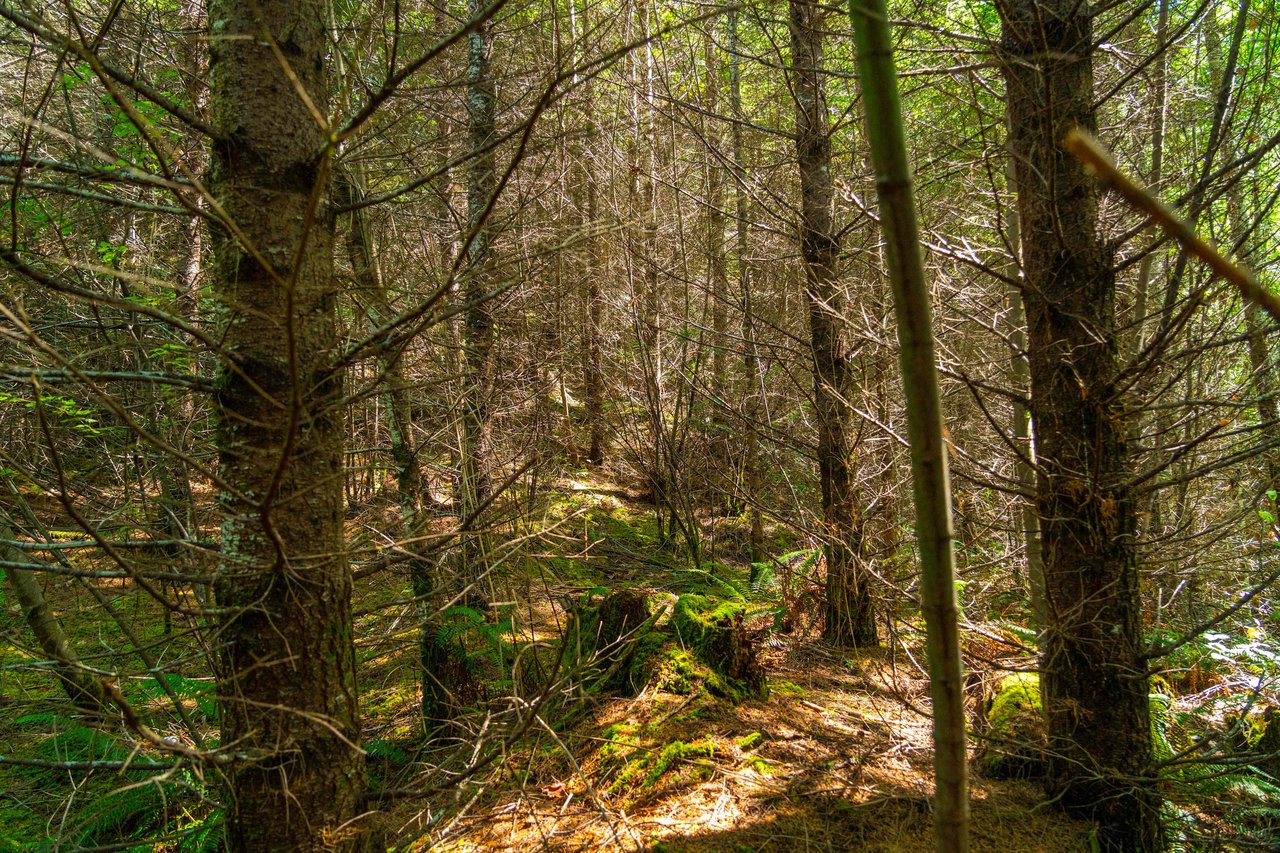 High Pass Tree Farm