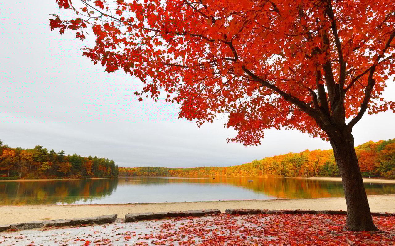 Concord