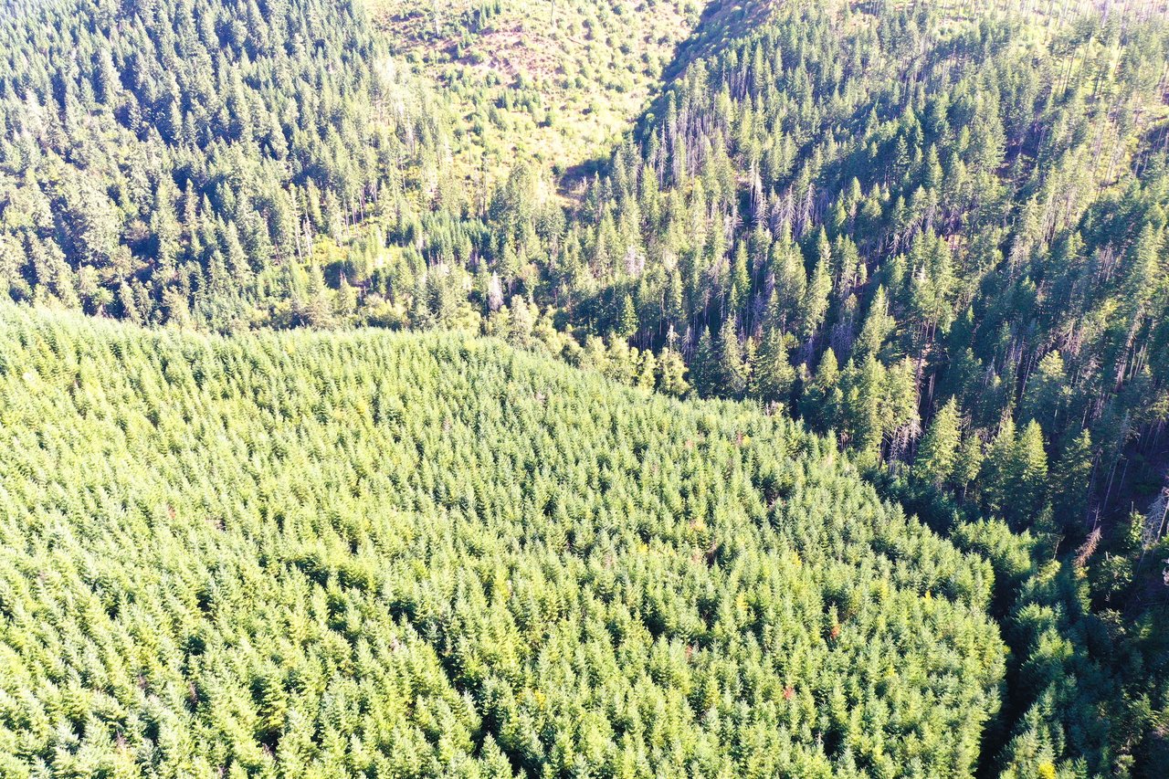 High Pass Tree Farm