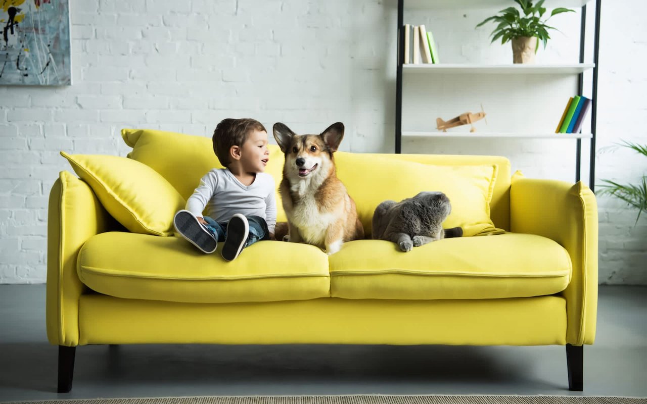From Fur to Fabulous: Ramin Pourteymour Shares How to Remove Pet Traces and Make Your Home Irresistible to Buyers