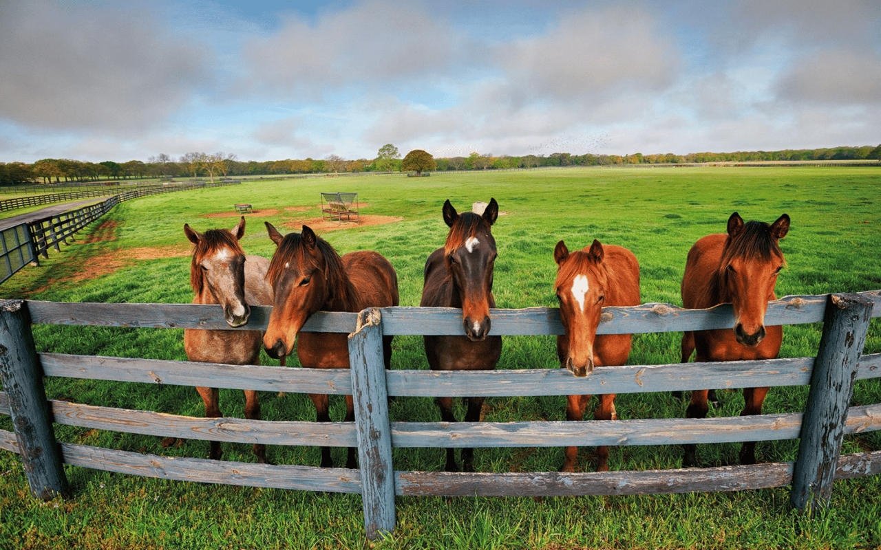 Texas Ranches for Equestrian Enthusiasts