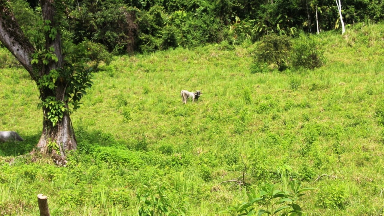 Waterfall Riverfront View Land, Uvita, Puntarenas