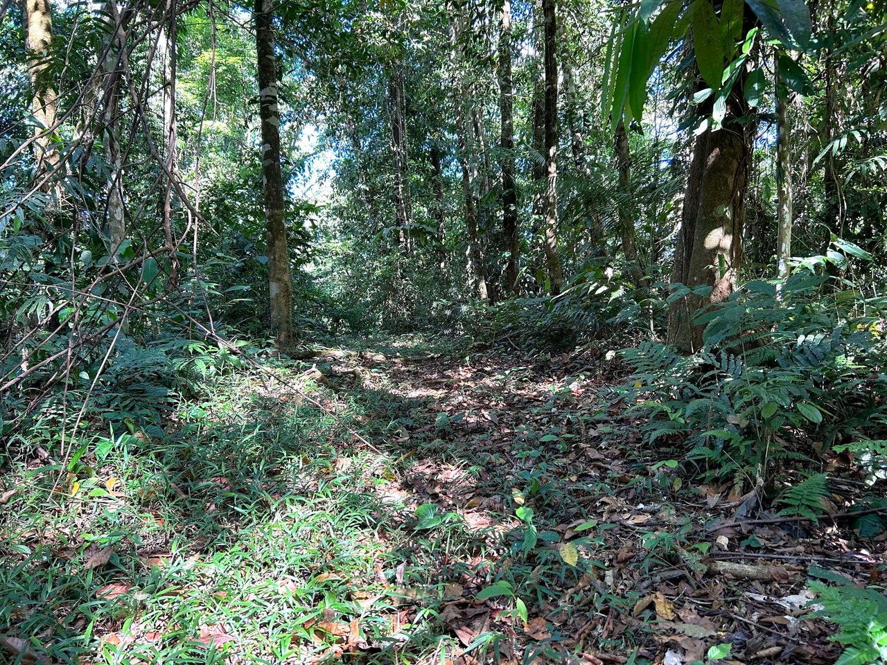 FINCA SINAI DE OSA