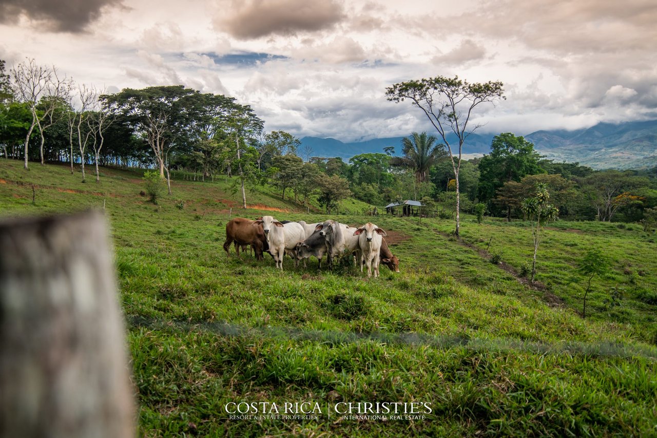 Finca Buenos Aires