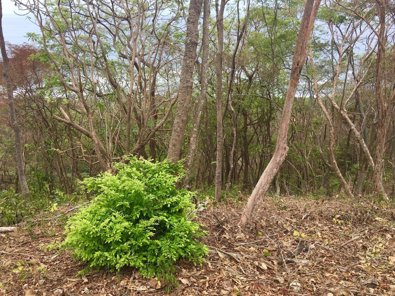 Commercial Ocean View Lot, Santa Teresa, Puntarenas