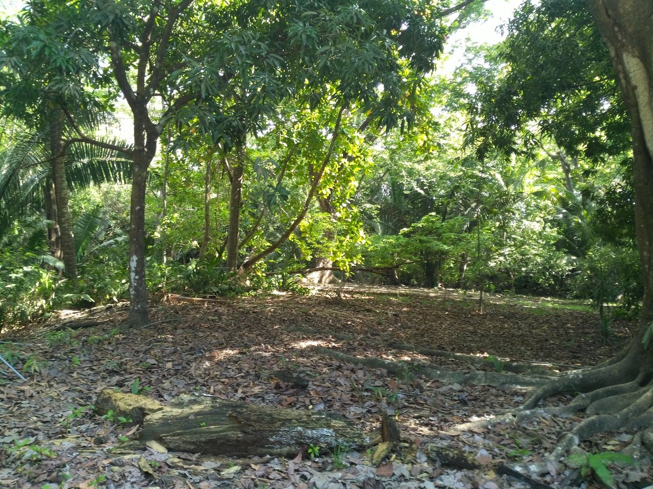 Private Secluded Beachfront Lot, Santa Teresa, Puntarenas