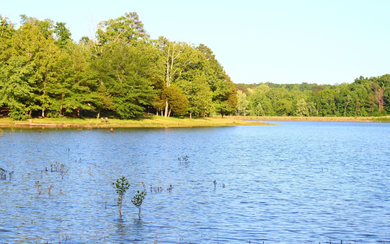 Lake Cormorant 