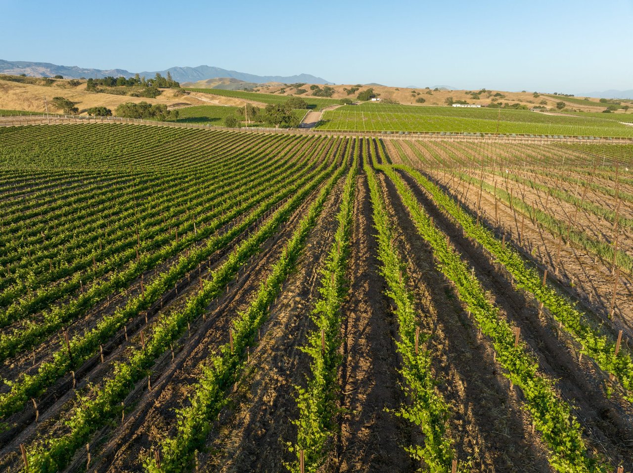 Build your Dream Vineyard Estate