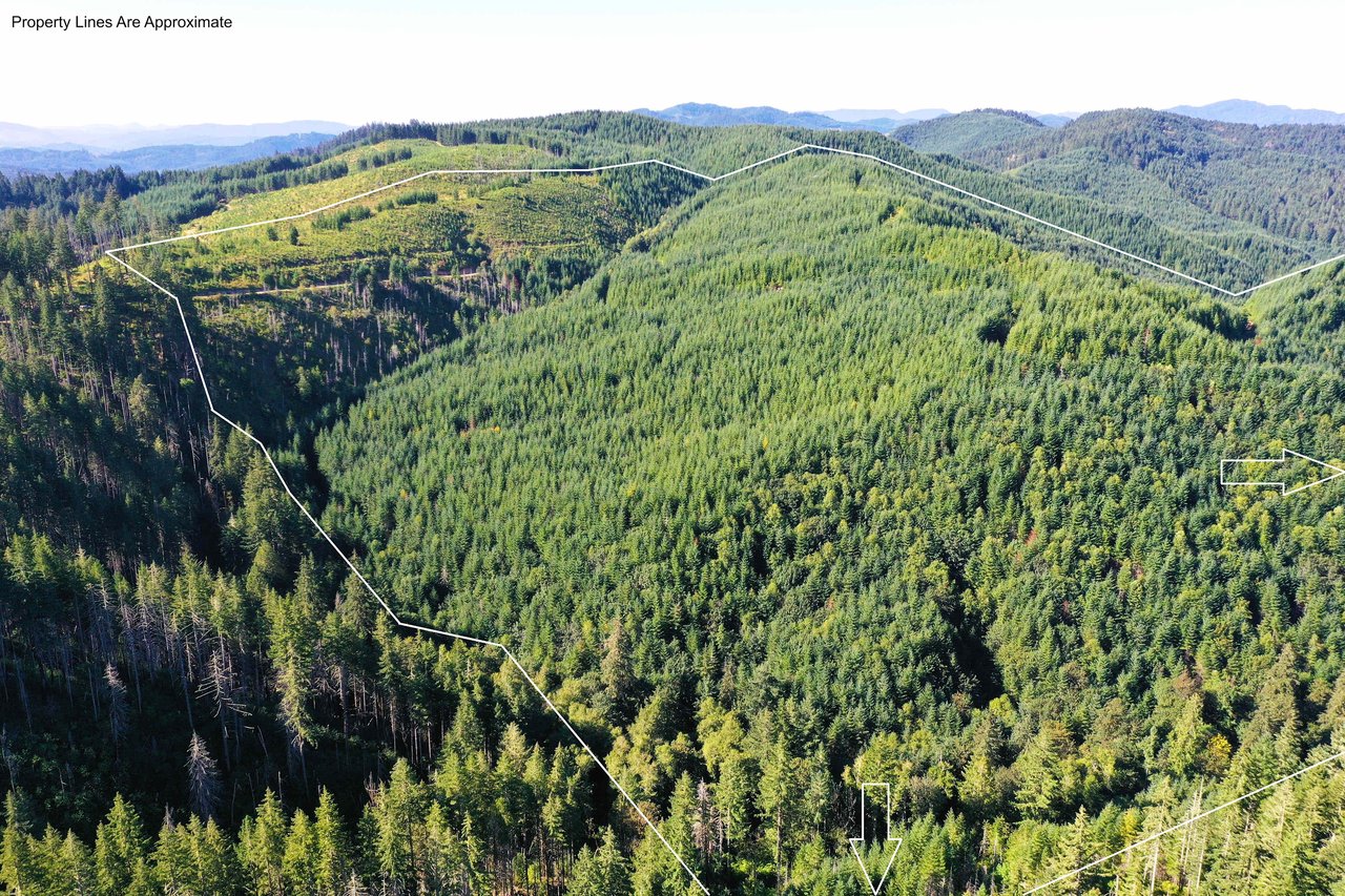 High Pass Tree Farm