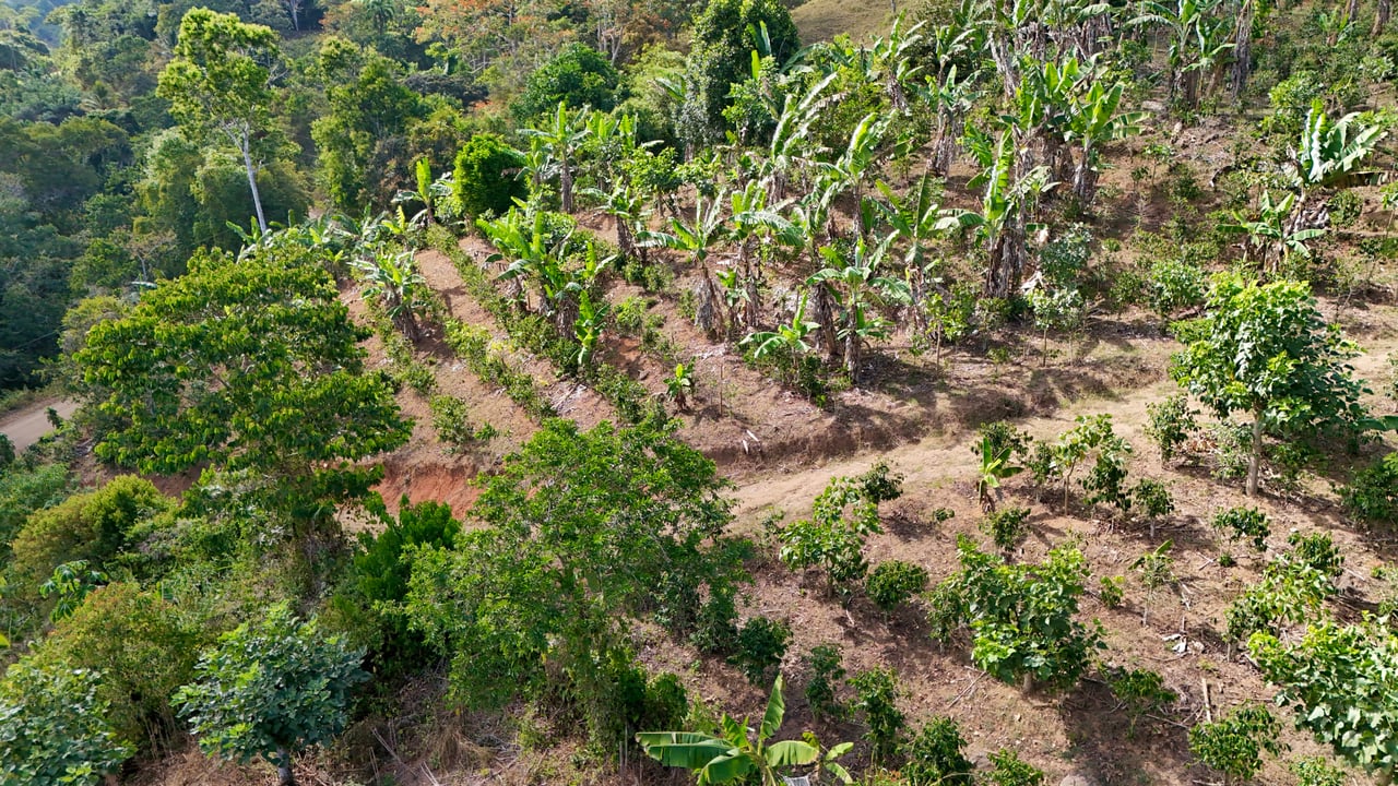 Over 2.5 Acres in Ceibo, Planted with Coffee and Fruits