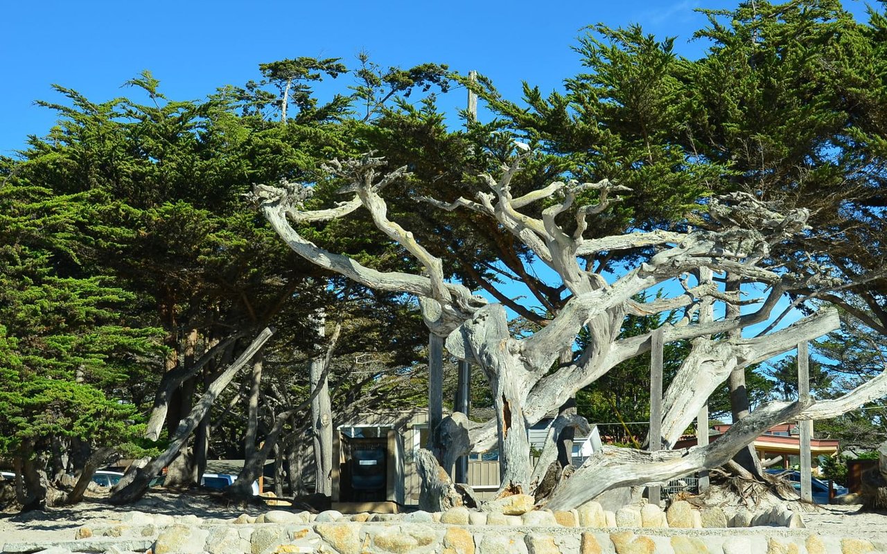 CARMEL