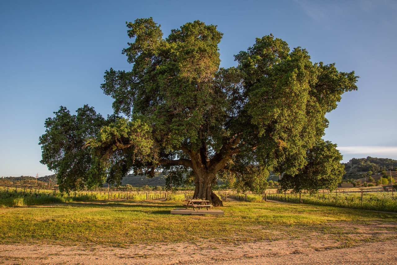 Paso Robles Paradise