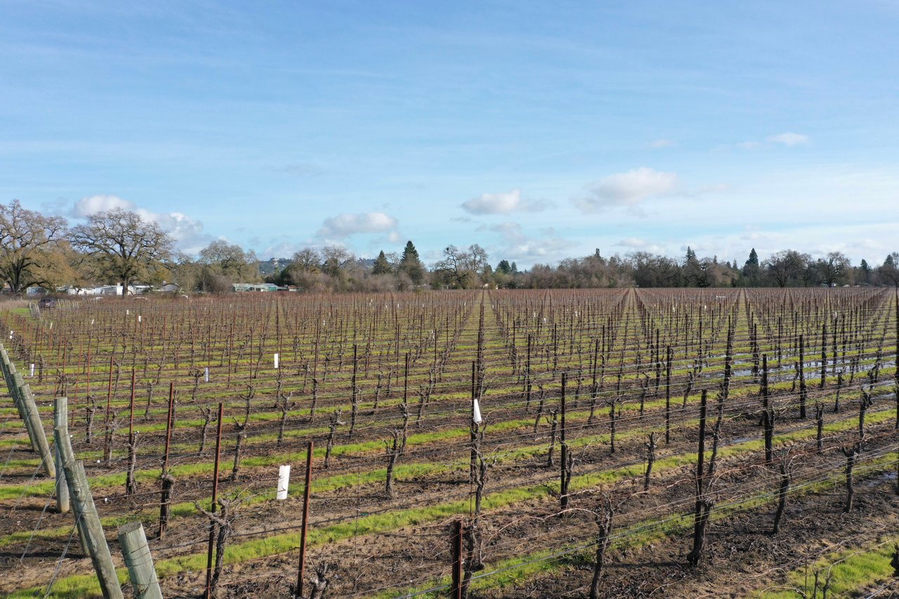 Nunes Vineyards & St. Rose Distillery