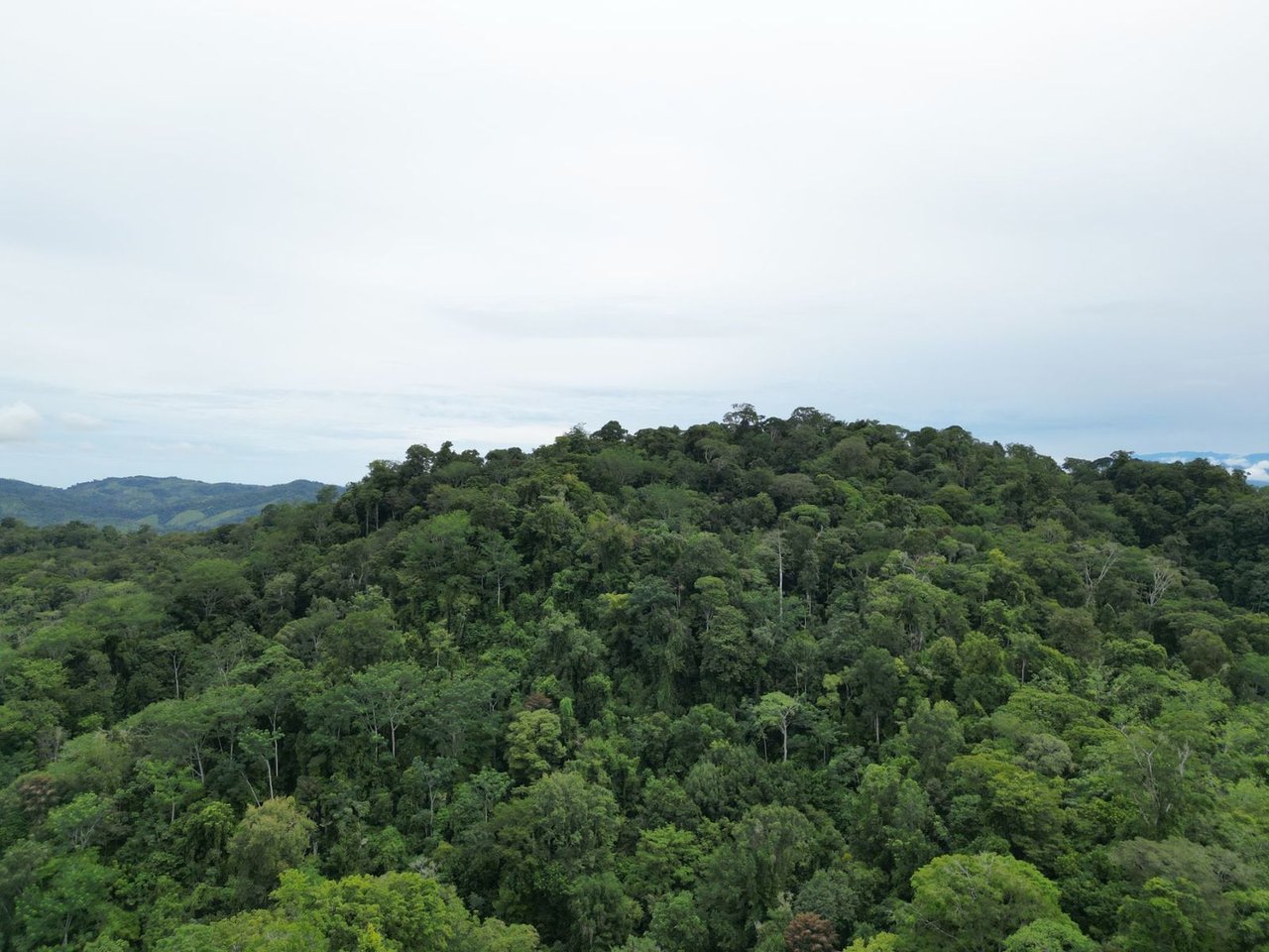 Ocean View Rainforest Acreage, Osa, Puntarenas