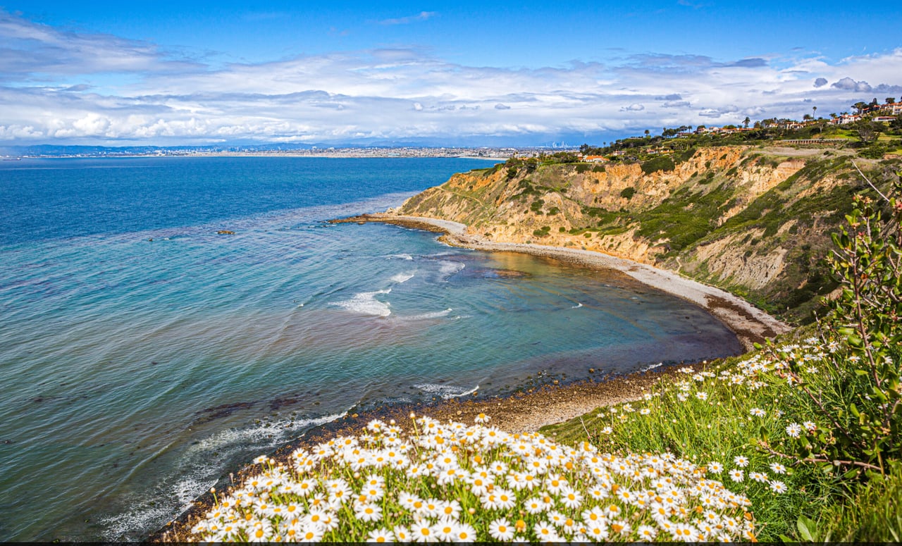 A panoramic view of a stunning coastline with white cliffs, turquoise waters, and a vibrant flower field in the foreground.