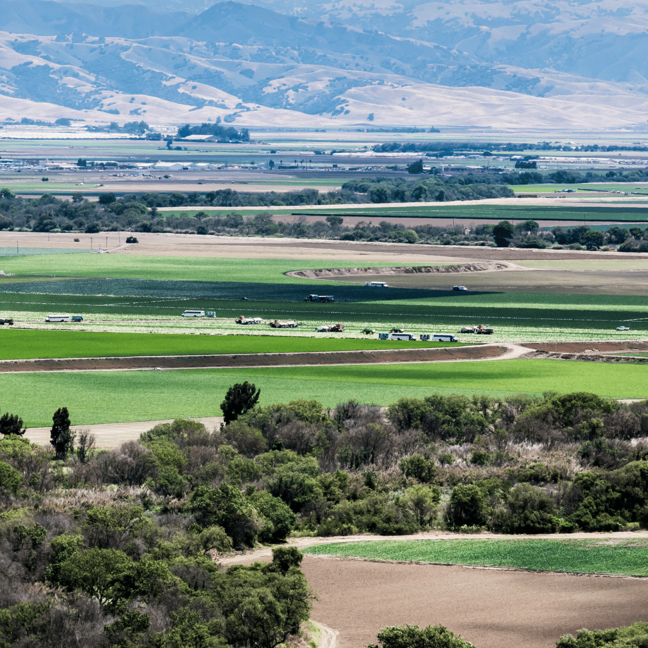 Salinas 