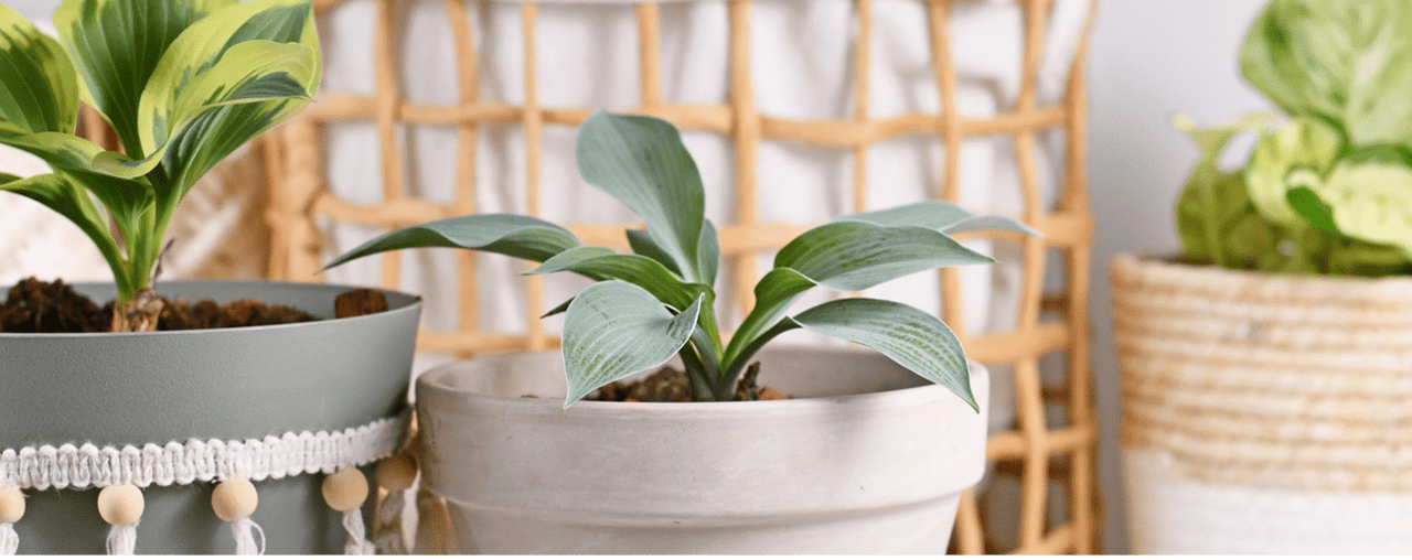 HOMEOWNER'S GUIDE TO SPRING
