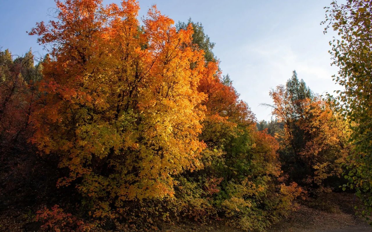 A vibrant autumn landscape with a tree ablaze in fiery orange, surrounded by other trees with yellow and green foliage.