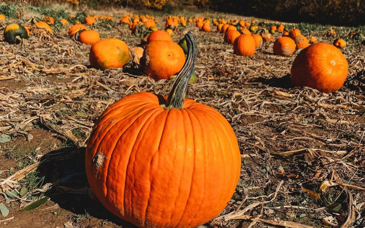 Pumpkin Patches across Indiana