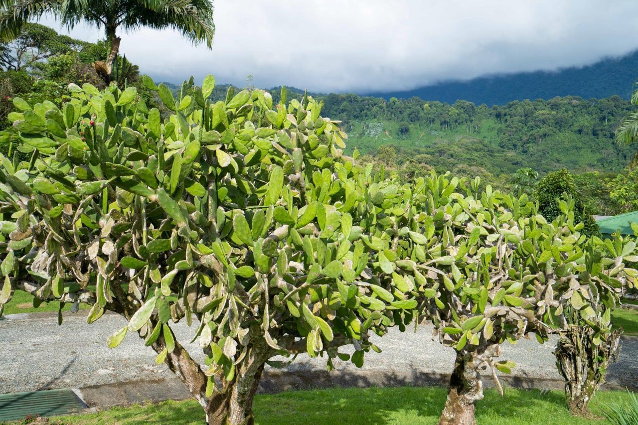 12.5 Acre Luxury Cacao Estate