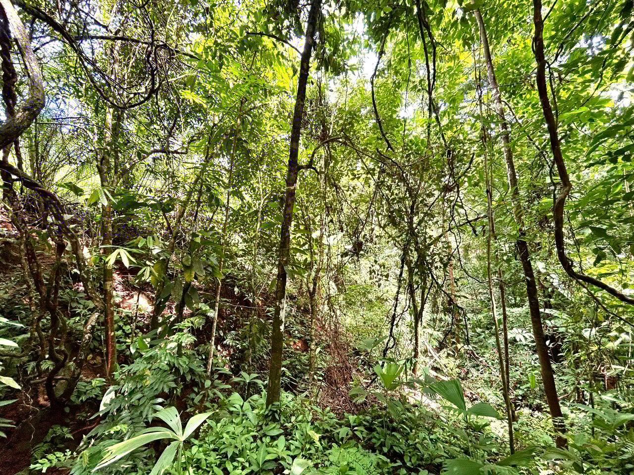 Secret Paradise Property in Altos de la Colonia
