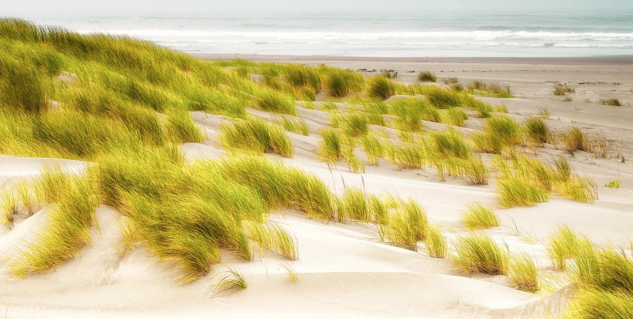 Gearhart Oregon Dune Grass 