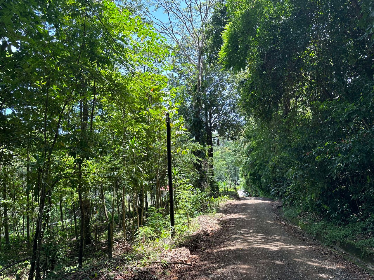 1.6 Acres Land Parcel in Ballena, Jungle Views.