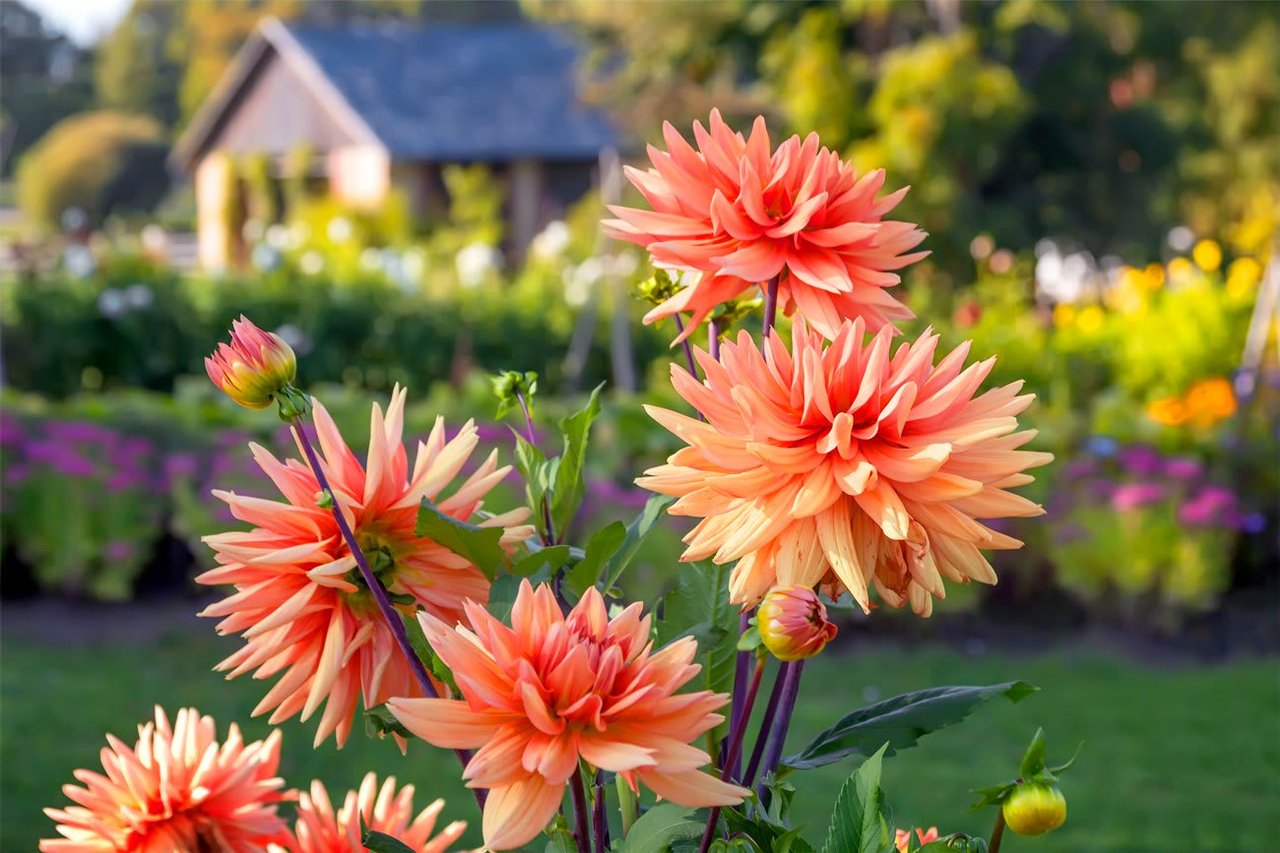 Yard & Garden Prep