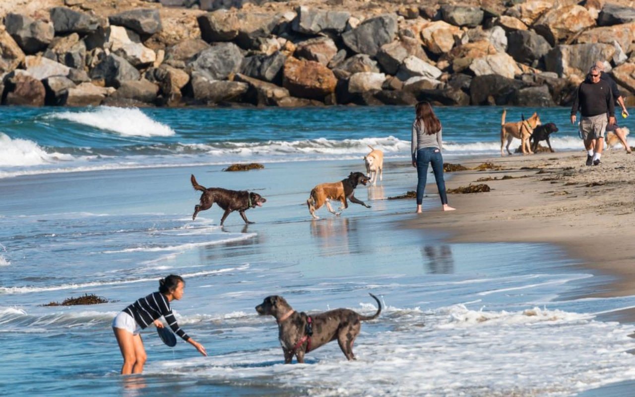 A Dog Lover’s Guide to San Diego