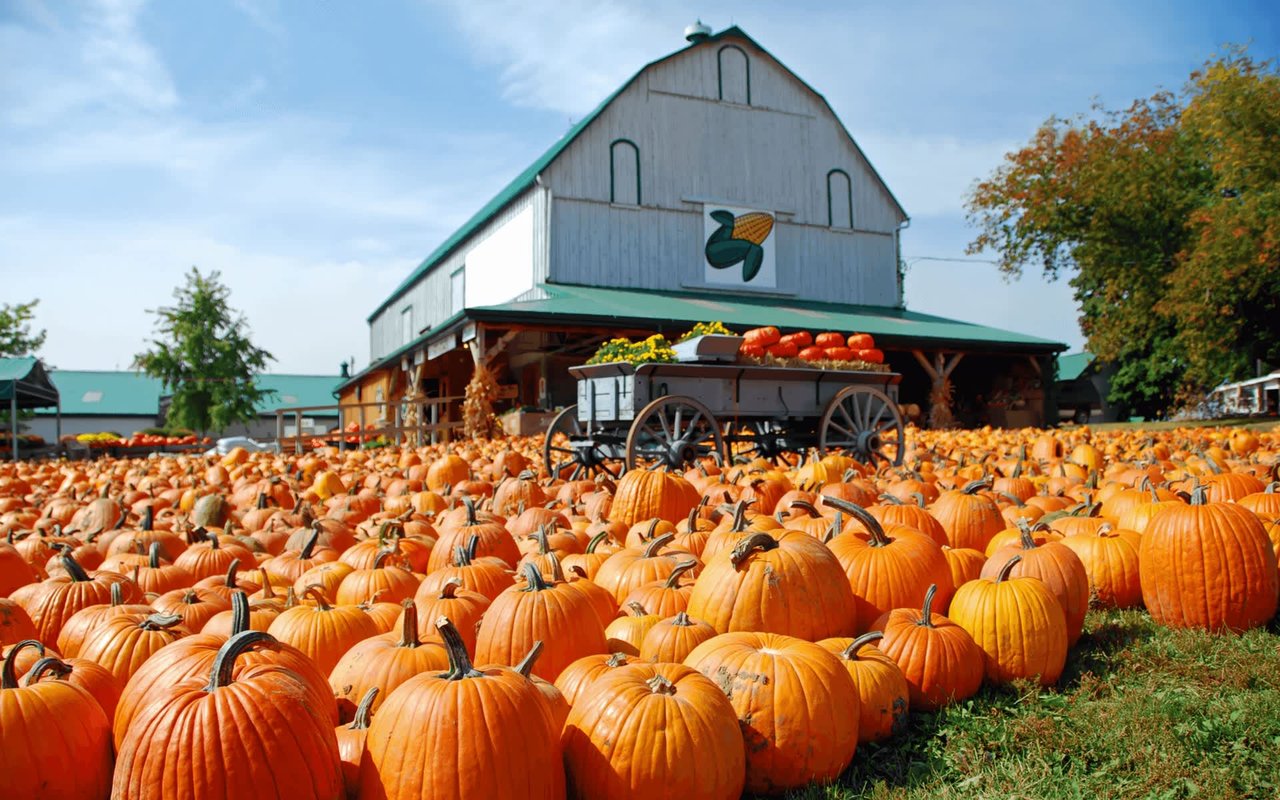 It’s Harvest Time: Where to Find the Best U-Pick Farms in Indiana